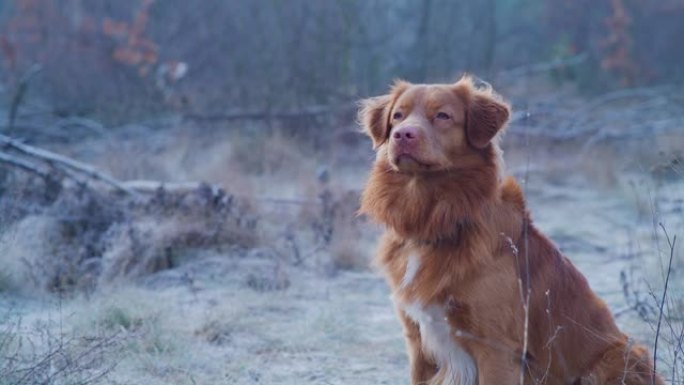 快乐，新斯科舍省鸭子收费猎犬与主人玩fethc。冬季散步