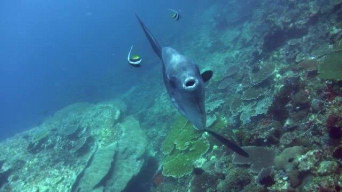 海洋翻车鱼 (mola-mola) 被bannerfish从后面清洗