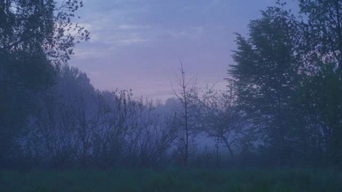 草原上雄伟的日出被树木环绕。春天的风景