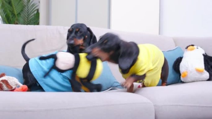 两只活跃的腊肠狗在家里的沙发上一起玩。贪婪的狗不能共享蜜蜂形状的玩具，并互相攻击以将其带走，正面视图