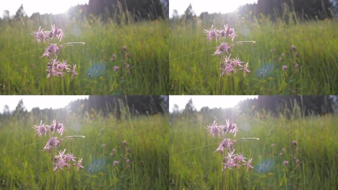 在带有太阳耀斑的田野中拍摄粉红色野花的细节照片