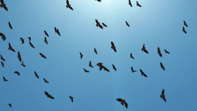 迁徙更大的鸟群在编队轮廓环背景中飞行。