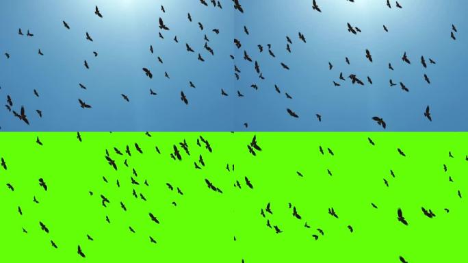 迁徙更大的鸟群在编队轮廓环背景中飞行。