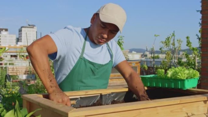SLO MO Man在阳光明媚的屋顶花园的高床上种植生菜