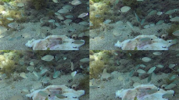 海洋的秩序: 年轻的环形鲷鱼 (Diplodus annularis) 吃掉了死鱼中所有可用的碎片。