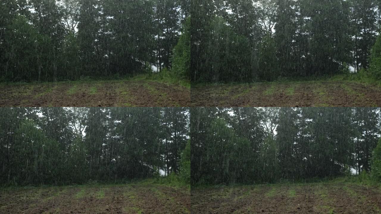 大雨。夏天的雨在绿树上，草地背景。特写。森林里的雨天。多雨的天气。热带倾盆大雨。抽象的自然背景。极端