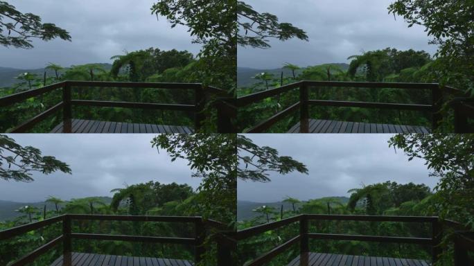 波多黎各埃尔云克国家森林: 暴雨