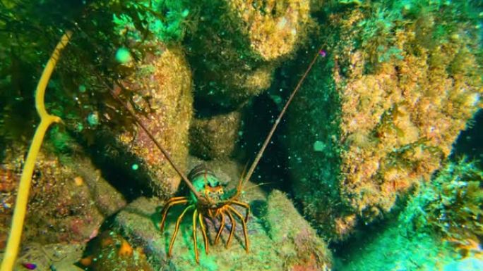 加州多刺龙虾在珊瑚礁的地板上。美丽的绿松石海洋海底