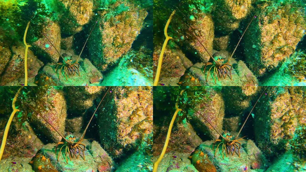 加州多刺龙虾在珊瑚礁的地板上。美丽的绿松石海洋海底
