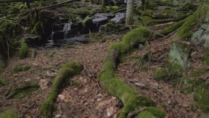 揭示森林中一条小溪的镜头