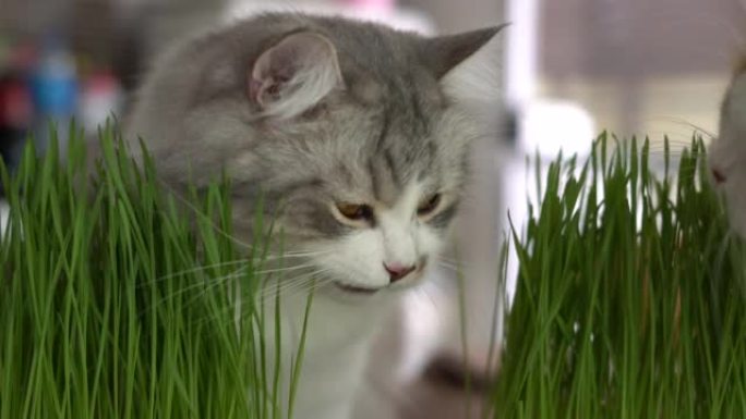 西伯利亚猫吃草猫吃草吃草的猫