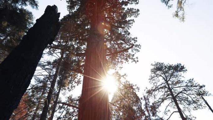 在美国西南部旅行: 加利福尼亚州红杉国家公园