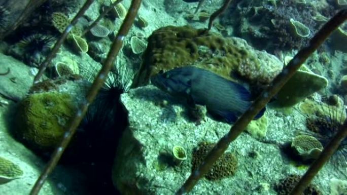 蓝线石斑鱼 (福尔摩沙头孢)