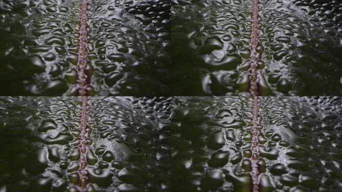 叶子宏观镜头上的水滴