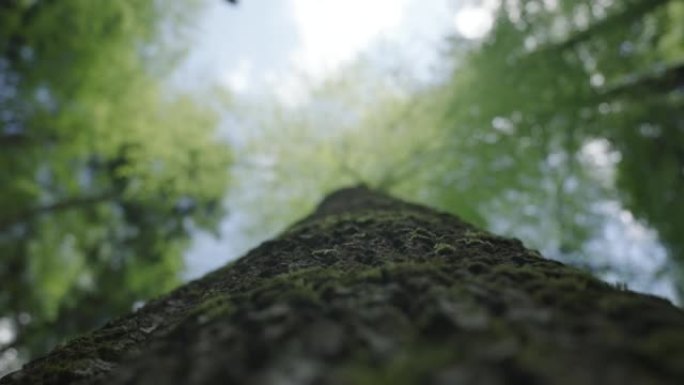 森林保护中的树干视图
