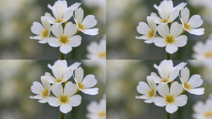 白色和黄色野花的静态镜头
