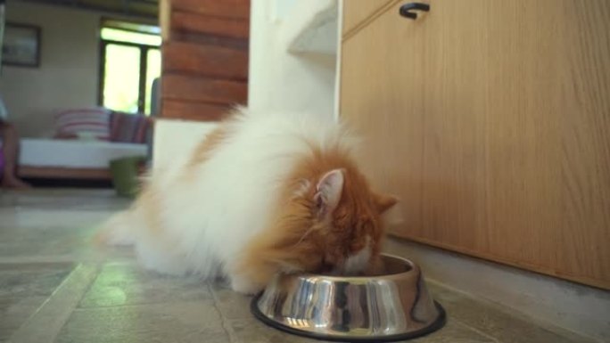 苏格兰折叠猫吃食物