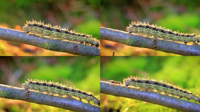 小玳瑁 (Aglais urticae) 毛毛虫。蚂蚁攻击毛毛虫。荨麻疹毛毛虫在夕阳的光线下爬行。