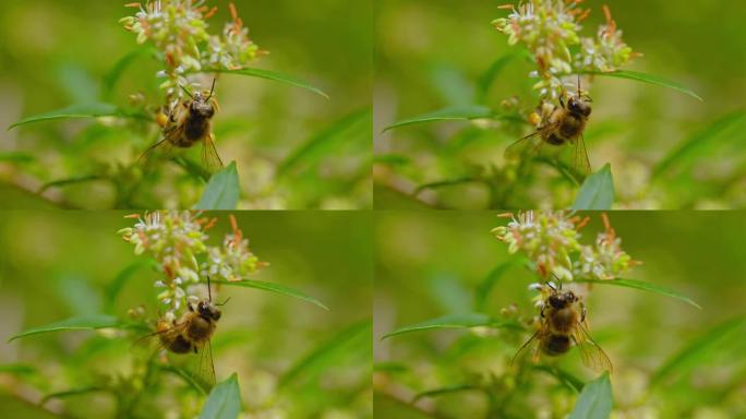 收集花粉的蜜蜂