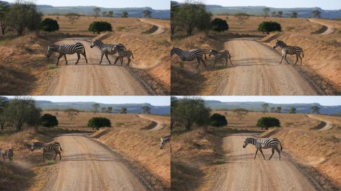 野生斑马在风景如画的非洲山谷过马路，有山丘和相思