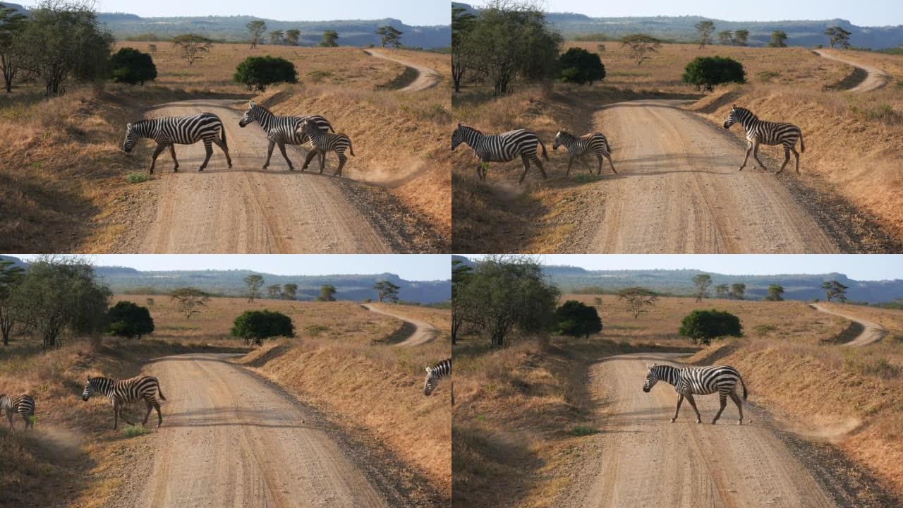 野生斑马在风景如画的非洲山谷过马路，有山丘和相思
