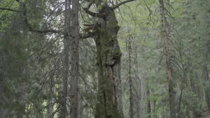 绿色森林中的一棵树的细节照片