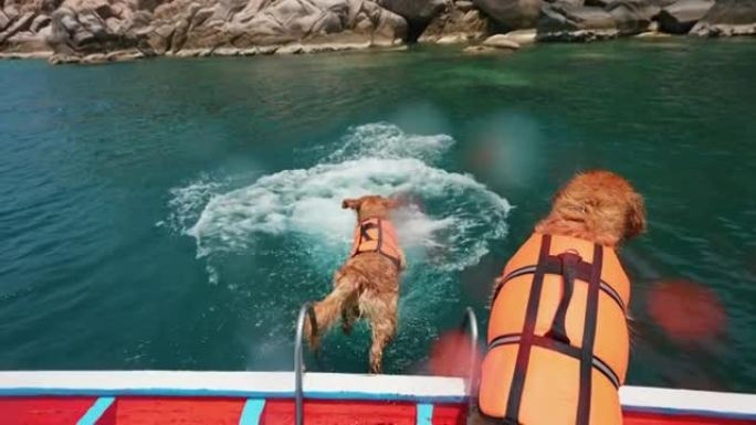雄性宠物主人和他的狗从船上跳入海中