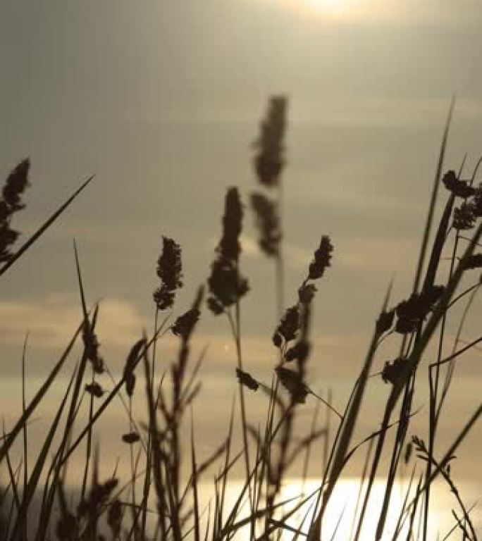 日落时分，长草在水边。垂直4k视频。