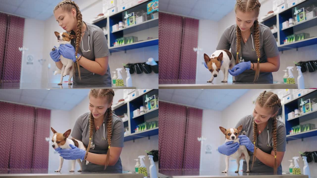 可爱的女兽医正在诊所检查小狗，玩着有趣的玩具梗狗