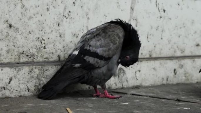 鸽子用喙清洁羽毛。无家可归的饥饿街头鸟寒冷的天气。翅膀喙羽毛灰色黑色鸽子。无家可归的街头鸟类寒冷的天