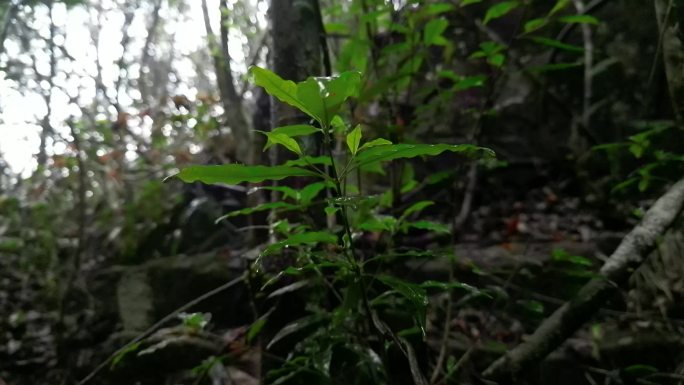 雨林绿叶滴水唯美慢动作意境