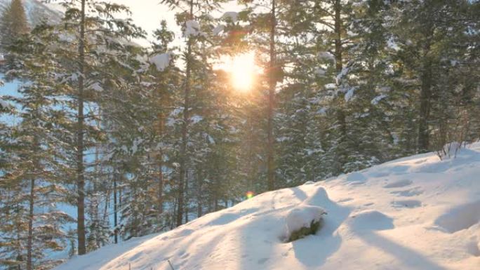 冬季森林中太阳升起和雪的风景