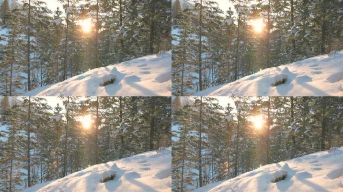 冬季森林中太阳升起和雪的风景