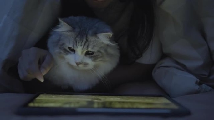 猫在床上看平板电脑