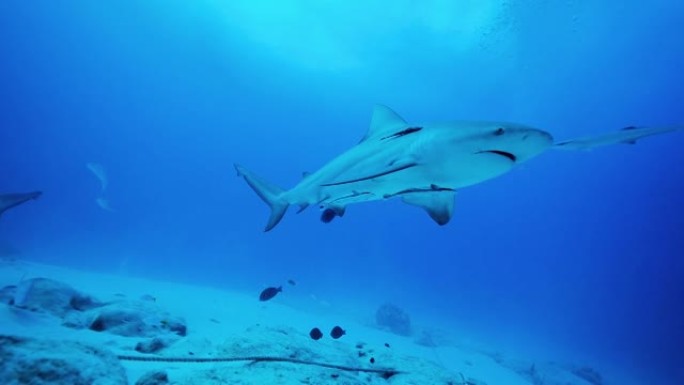 海洋中公牛鲨的水下射击