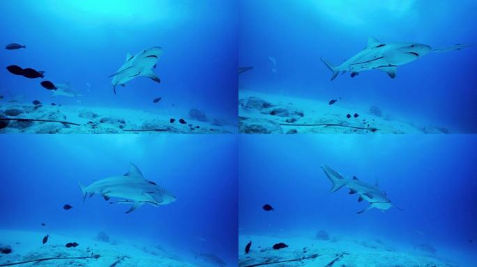 海洋中公牛鲨的水下射击