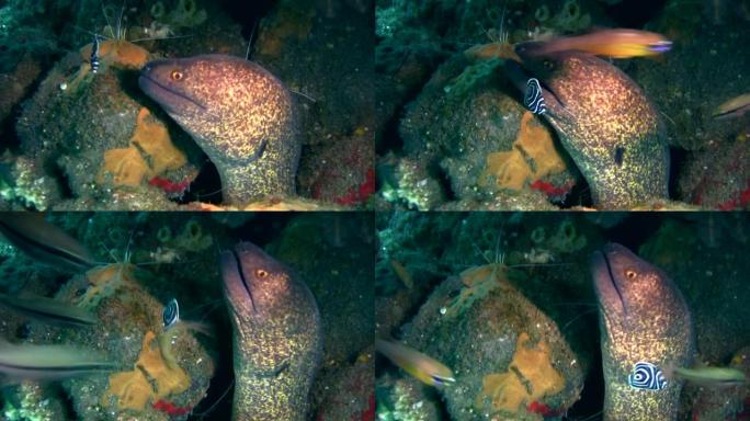 黄边或黄边海鳗 (Gymnothorax flavimarginatus) 与幼年神仙鱼