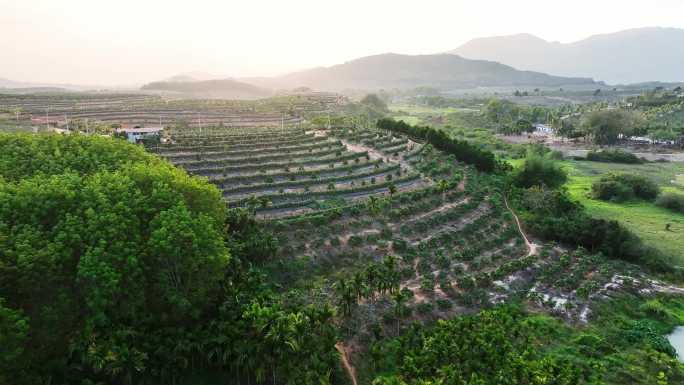 火龙果种植园航拍