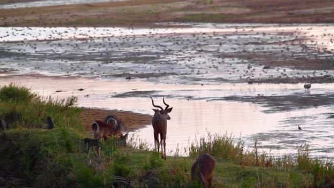 Riverside wildlife at dawn in Kruger National park