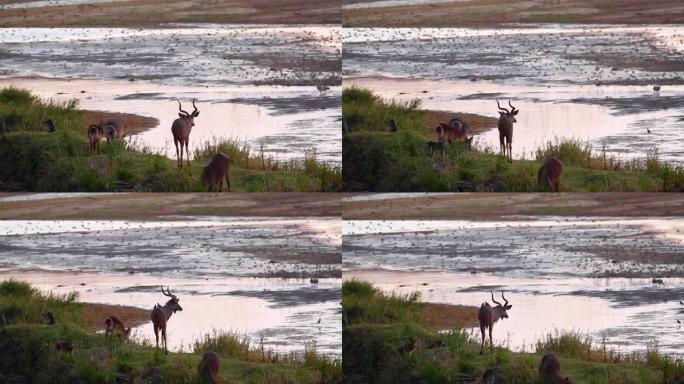 Riverside wildlife at dawn in Kruger National park