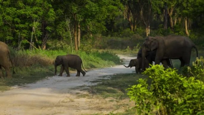 A big herd of asian elephants crossing a forest ro