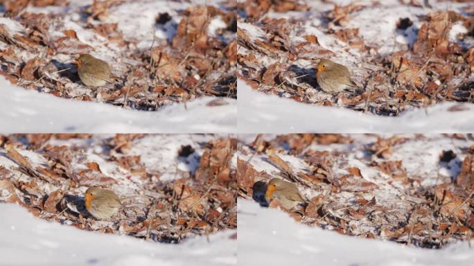 一只小鸟在积雪覆盖的树叶中跳跃的细节照片