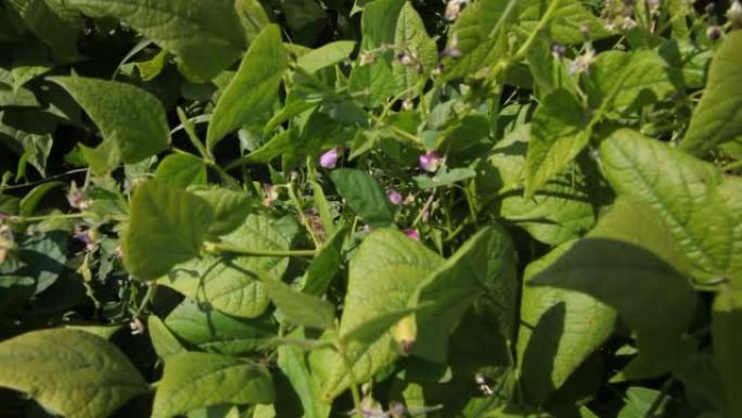 牧草豆科植物。田间生长的豆类。豌豆。豆。