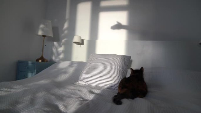 在明亮阳光明媚的卧室里手工创造狼的轮廓灰色阴影，挑逗顽皮的蓬松猫。