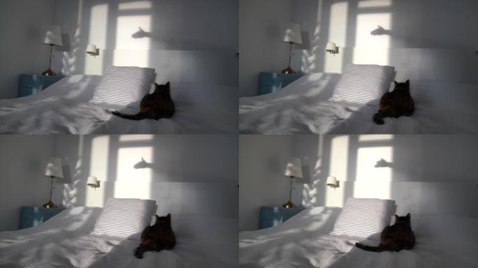 在明亮阳光明媚的卧室里手工创造狼的轮廓灰色阴影，挑逗顽皮的蓬松猫。