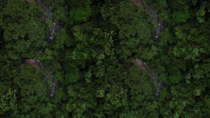 俯瞰翠绿大地原始森林