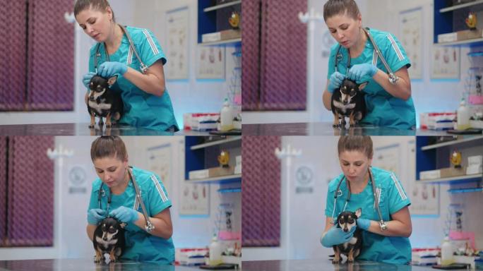 细心的兽医妇女正在兽医诊所检查小型玩具犬，健康护理