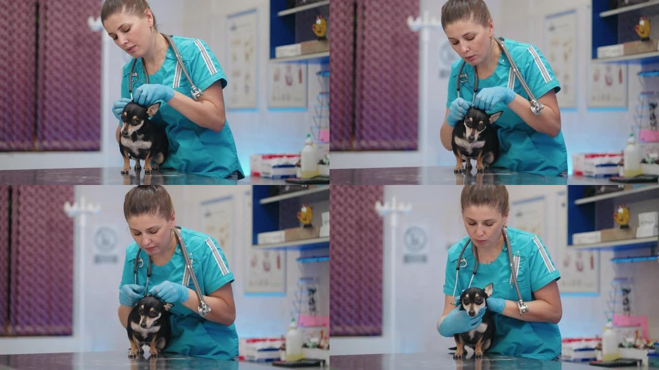 细心的兽医妇女正在兽医诊所检查小型玩具犬，健康护理