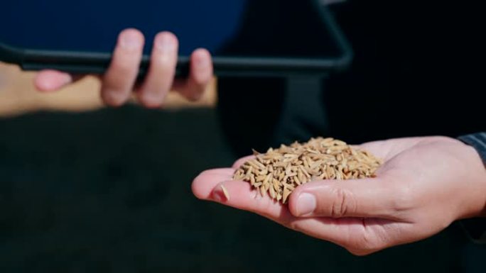 晒干生米，亚洲妇女农业技术控制作物产量收获