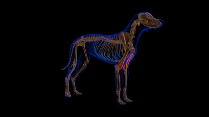 肱二头肌狗肌肉解剖医学概念3D动画